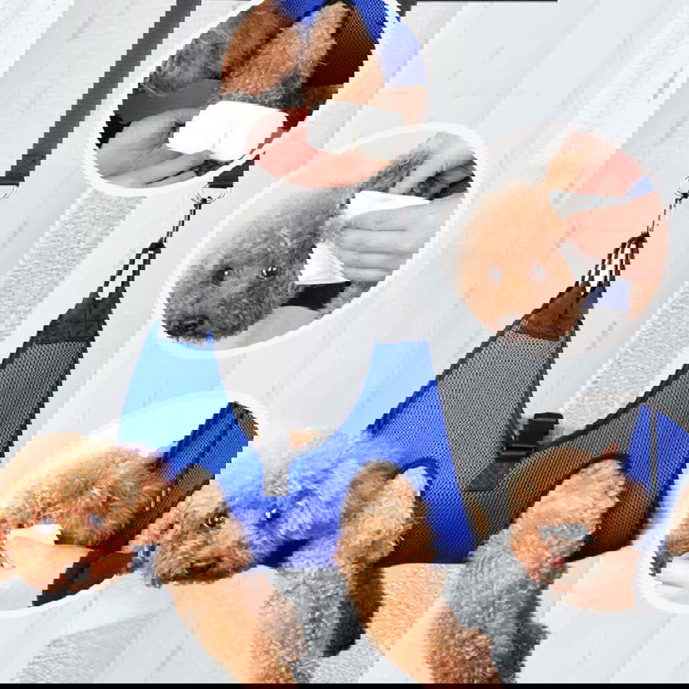 Pet Grooming Hammock - maxsophie.com