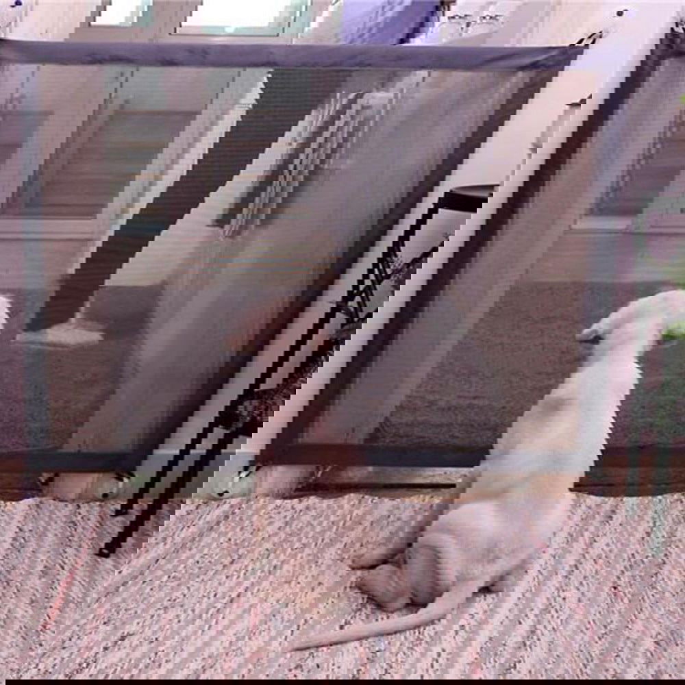 Portable Folding Isolation  Dog Fence - My Store - - #tag1# - #tag2#